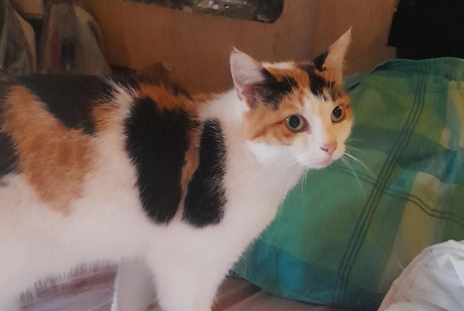 Discovery alert Cat Unknown Sceaux-sur-Huisne France