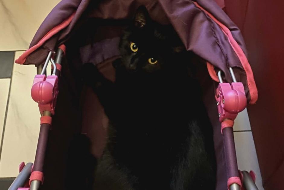 Disappearance alert Cat Male , 2 years Soultz-les-Bains France