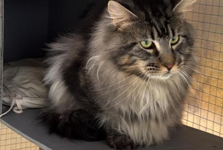 Disappearance alert Cat  Male , 3 years Laigné-Saint-Gervais France