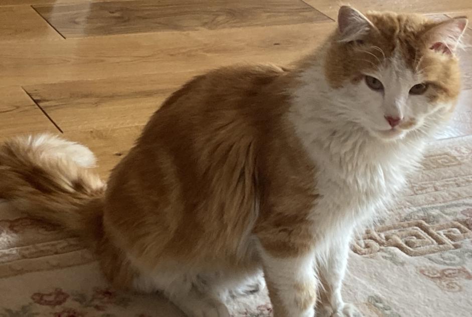 Alerte Disparition Chat  Mâle , 1 ans Strasbourg France