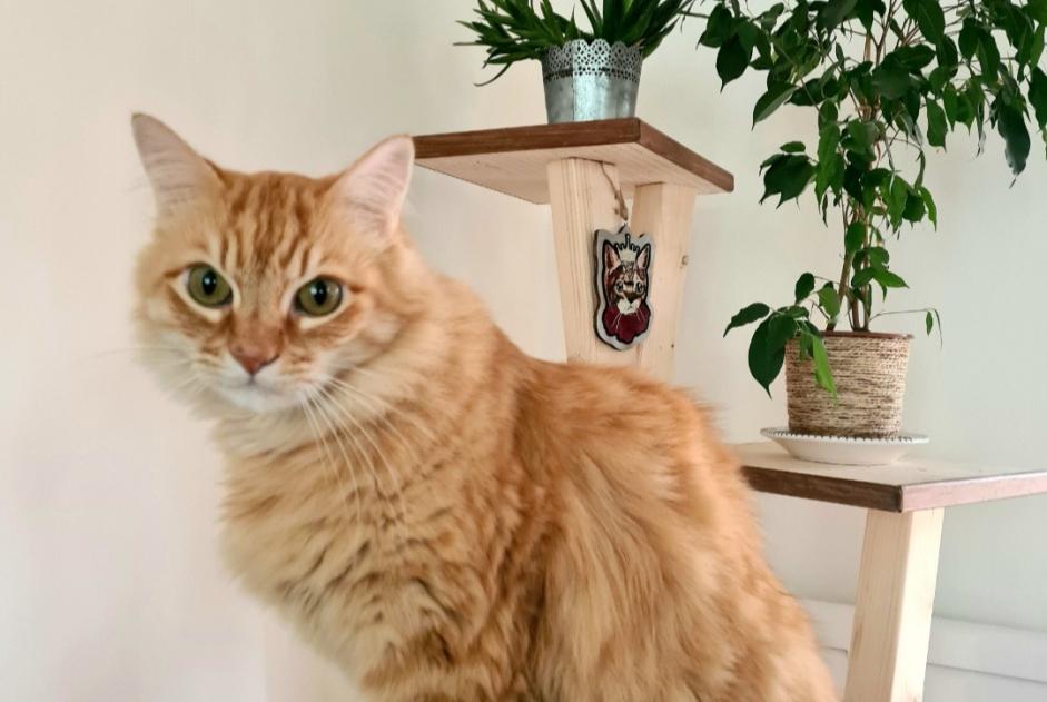 Alerte Disparition Chat Mâle , 12 ans Toulouges France