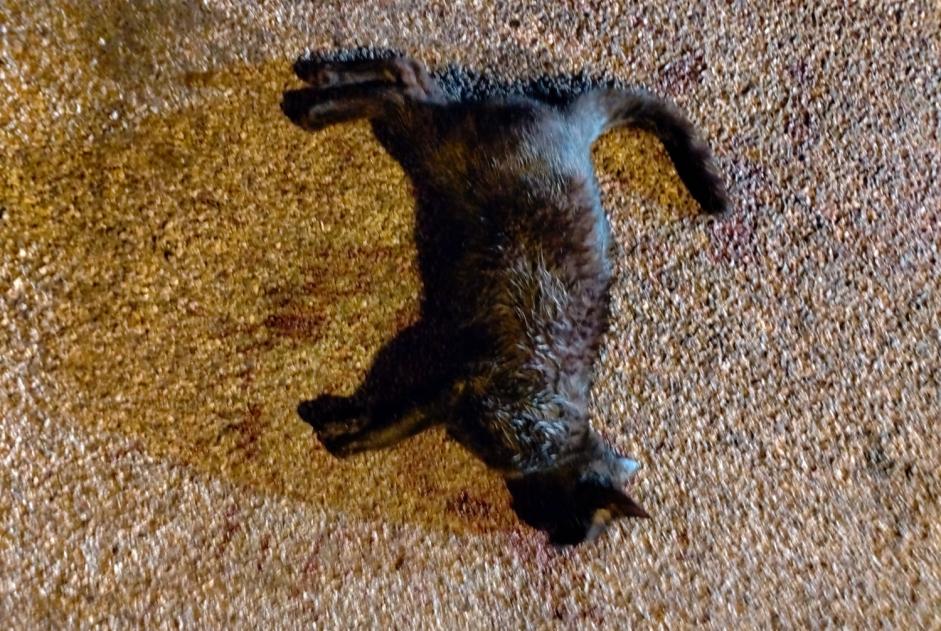 Alerte Découverte Chat Inconnu Surba France