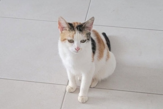 Alerte Découverte Chat Femelle Meistratzheim France