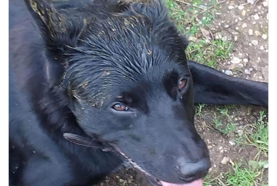 Alerte Disparition Chien croisement Mâle , 5 ans Plomelin France