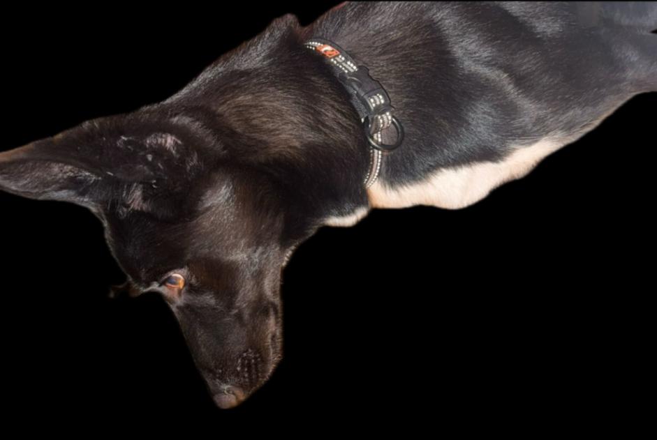 Alerte Découverte Chien croisement Mâle Niederrœdern France