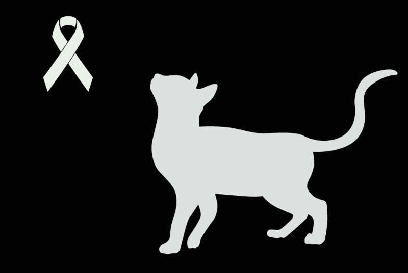 Alerte Découverte Chat Femelle , 2 ans Kogenheim France