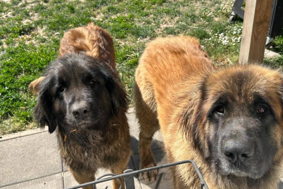 Avviso scomparsa Cane  Femmina , 2 anni Dettwiller Francia