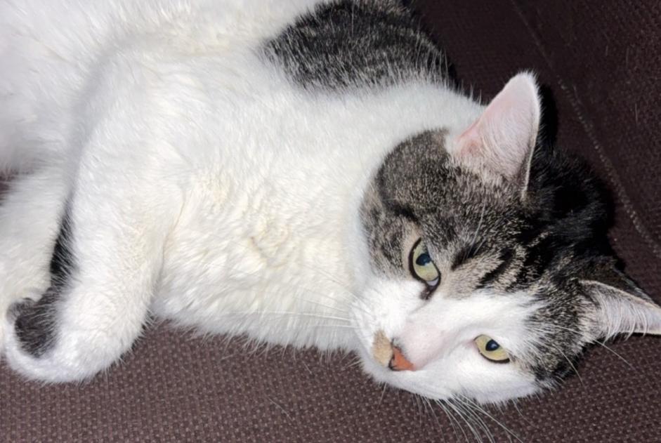 Avviso scomparsa Gatto Maschio , 5 anni Saint-Père-en-Retz Francia Avviso scomparsa Gatto Maschio , 5 anni Saint-Père-en-Retz Francia