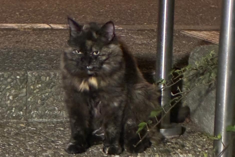 Alerta descoberta Gato Desconhecido Strasbourg France